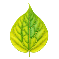 Leaf on transparent background