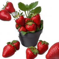 Strawberries fruit