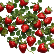 Strawberry Tree